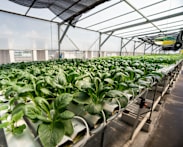 Singapore replaces '30 by 30' food sustainability goal with targets for specific food categories