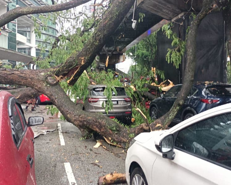 One dead after tree falls in KL, hitting 17 vehicles and monorail track