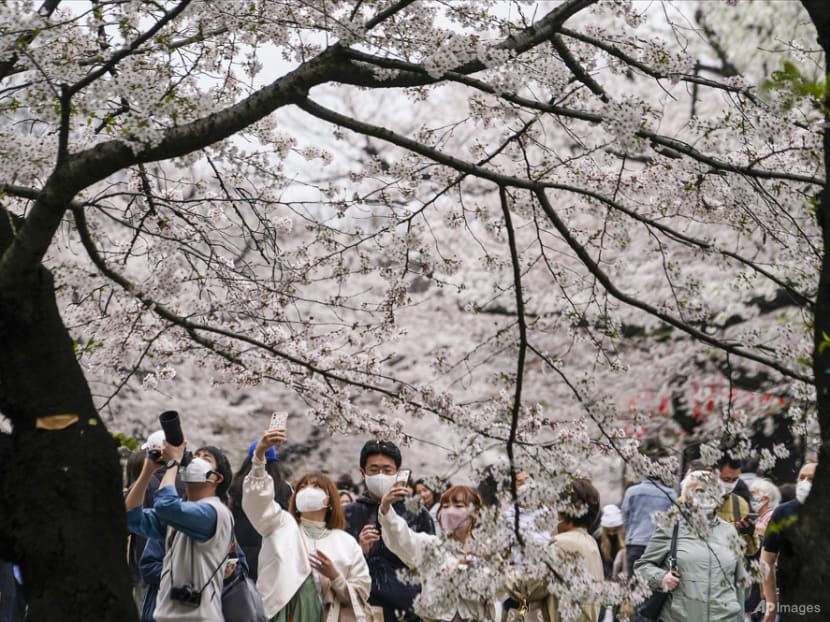 Sakura forecast for 2023: When and where to spot cherry blossoms around Japan?