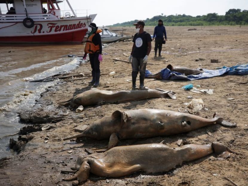 Researchers from the Mamiraua Institute for Sustainable Development retrieve dead dolphins from the Tefe lake, affluent of the Solimoes river that has been affected by the high temperatures and drought in Tefe, Amazonas state, Brazil, on Oct 2, 2023.