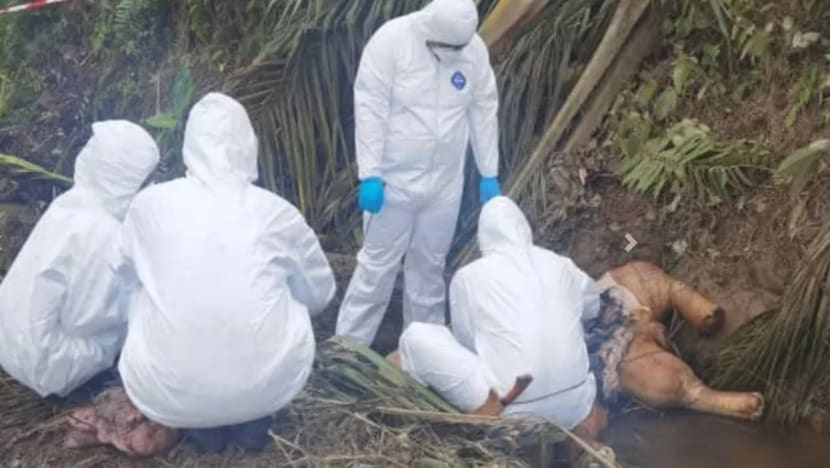 Bangkai gajah phygmy dengan kulitnya disiat ditemukan di Kota Kinabalu