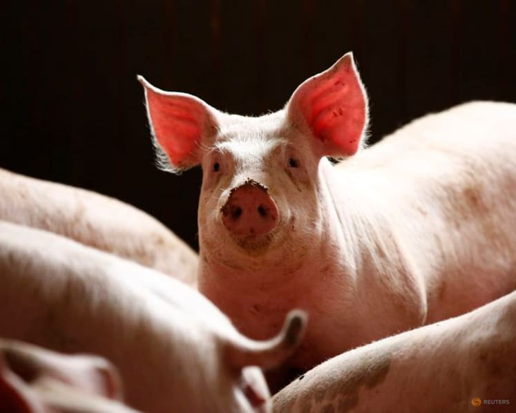 Commentary: Pigs can help solve organ donation problem