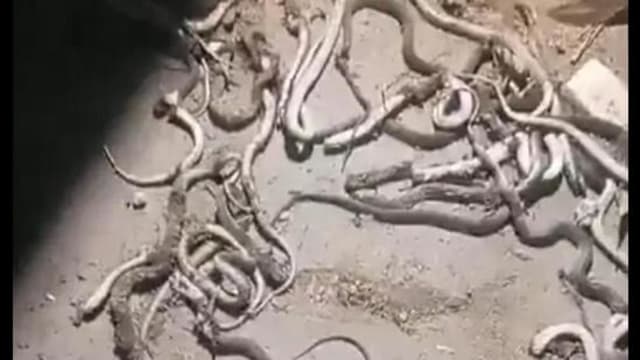印北农家惊现52条蛇  村民恐慌集体击杀