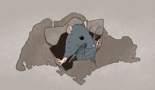 Rats! These tiny, scurrying rodents can cause greater harm than you think and here's what we can do about the scourge