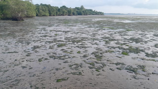受柔佛海峡东部漏油事件影响 仄爪哇湿地公园今天重新开放
