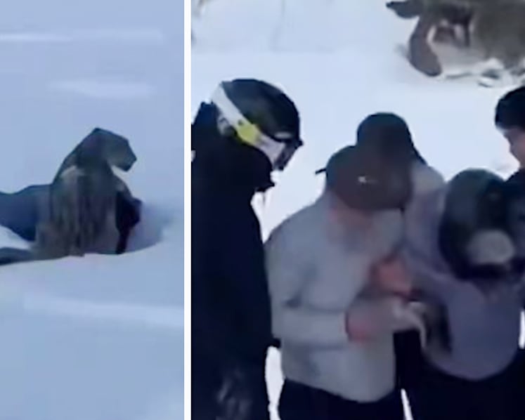 Snow leopard lunges at tourist in Xinjiang ski area after she gets close for a photo