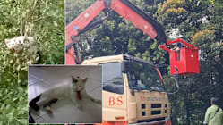 Related article image