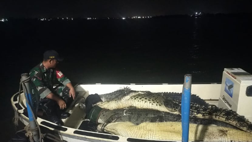 Batam farm’s escaped crocodiles: 34 caught so far, say Indonesian officials 
