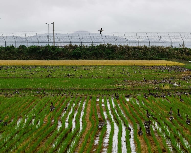 South Korea recovers landmines washed from North by floods
