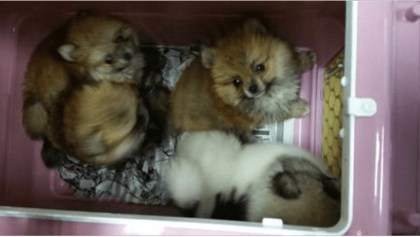 Man involved in smuggling attempt of 23 puppies, about half which died, pleads guilty