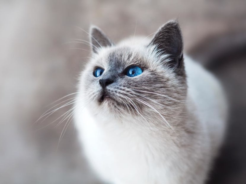 A startup based in Singapore and Malaysia believes that a drug that has successfully treated coronaviruses and leukaemia in cats could help cure Covid-19 patients. A startup based in Singapore and Malaysia believes that a drug that has successfully treated coronaviruses and leukaemia in cats could help cure Covid-19 patients.