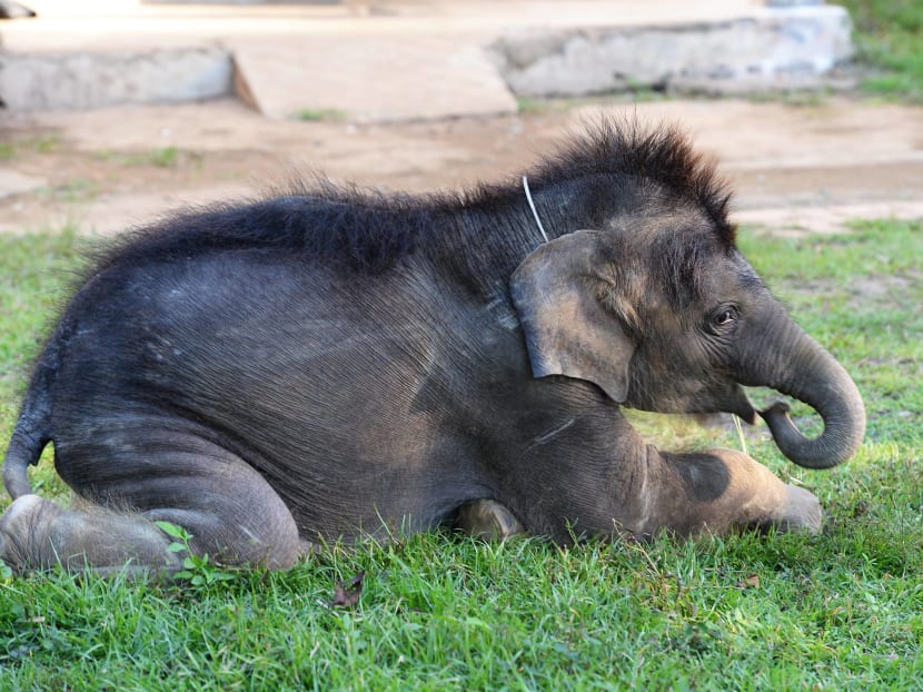 Survival of the unfittest: Vietnam’s disappearing elephants