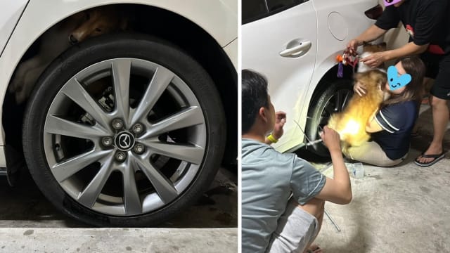 狗儿卡车轮 公众合力救出