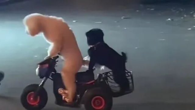  江苏“狗司机”骑电动车走红 主人被警方教育