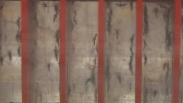 谷歌扩建本地产蚊厂 每周产出带菌伊蚊增300万