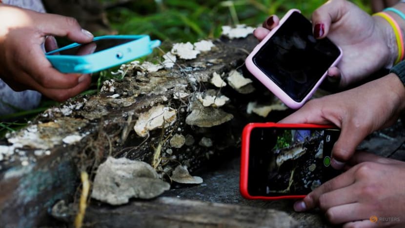 Fungi vital to life face growing risk of extinction, study shows