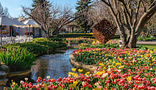 Snow, sea and springtime blooms in Sydney and New South Wales