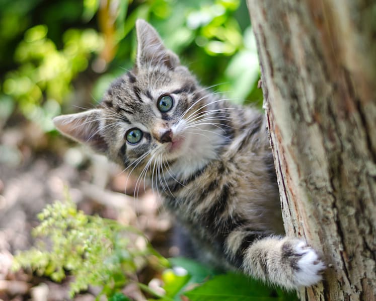 Woman, 2 men charged with abandoning 13 cats in public in separate cases