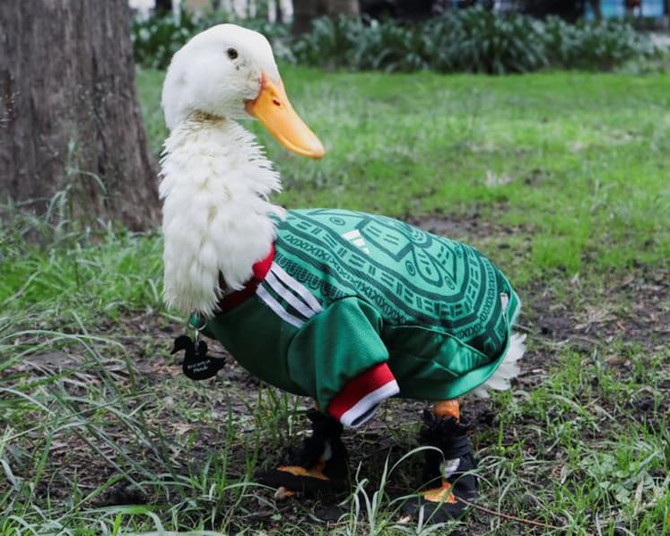 Merlin the duck: From Mexico City streets to World Cup stardom
