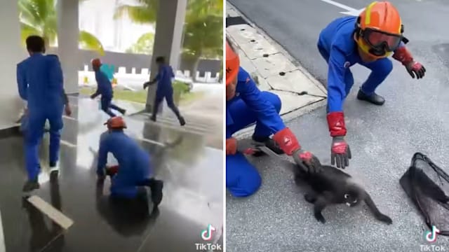 营救猴子后抚摸安抚 马国民防人员温和处置获赞