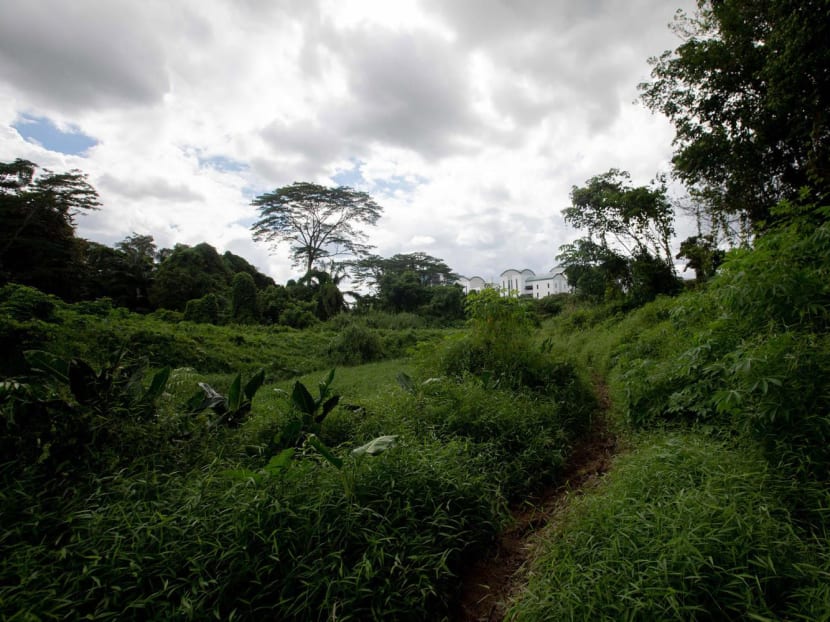 A view of part of the Clementi Forest. Plans have changed for an MRT station that was supposed to be built within the forest.