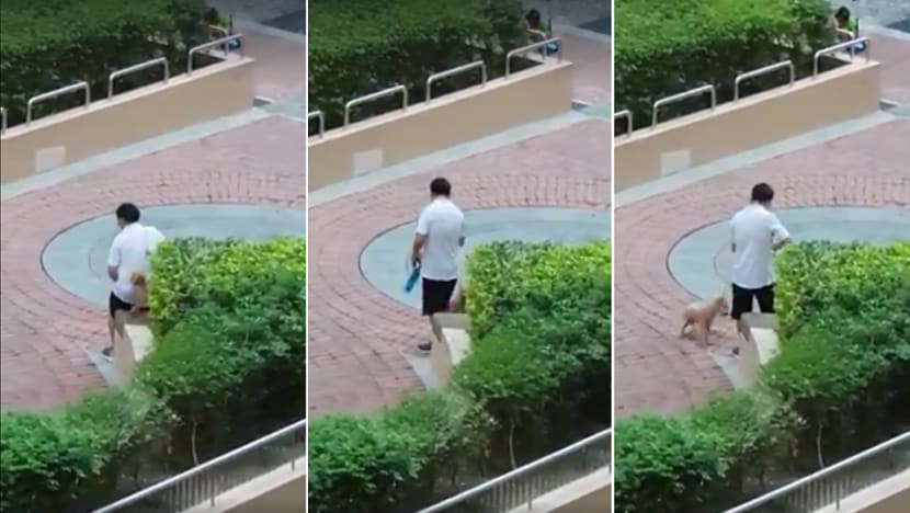 First-time dog owner fined S$10,000 for abusing pet after neighbour films incident