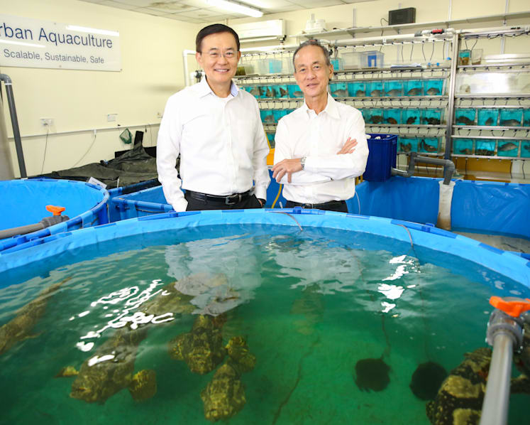 Ikan datang: Singapore-developed breed of sea bass to make a splash