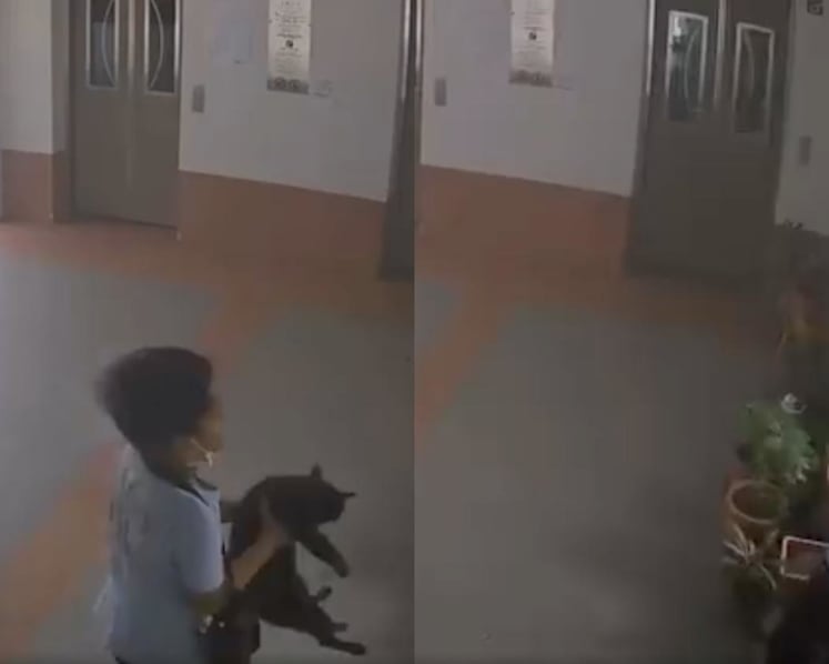 Assessing mental state of boy who threw cat off Boon Lay block is key to any criminal case, say lawyers