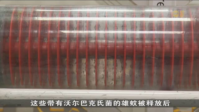 谷歌扩建本地“产蚊厂” 每周释放带菌伊蚊数量增加400万