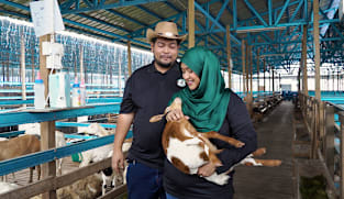From desk jobs to sheep pens: A Singaporean couple’s farming journey in Johor