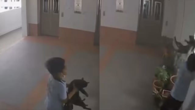 从组屋高楼抛下猫儿事件 动物与兽医事务组安排男童参与疏导计划