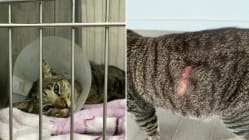 Related article image
