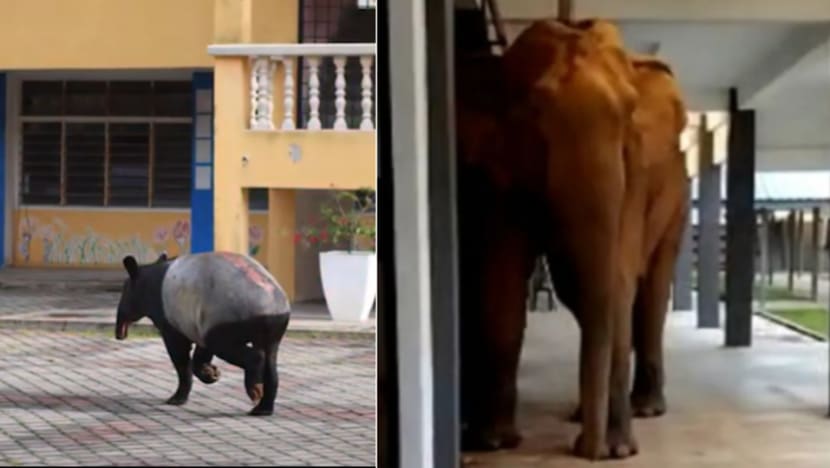 Commentary: Malaysians in lockdown coo over pictures of returning wildlife – but there’s more than meets the eye Commentary: Malaysians in lockdown coo over pictures of returning wildlife – but there’s more than meets the eye