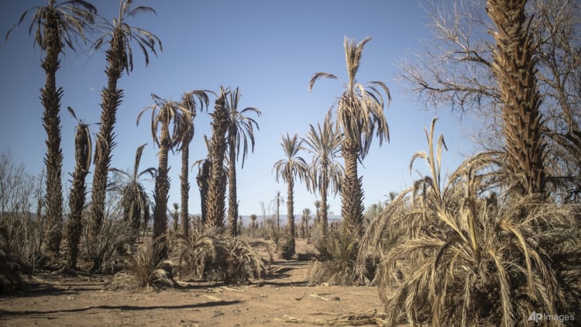 Climate change threatens centuries-old oases in Morocco