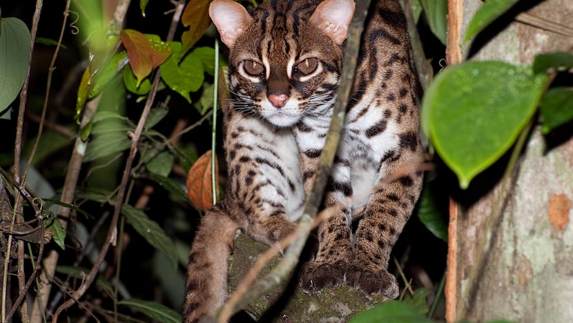 National Day Special 2016: Native fauna in an urban jungle