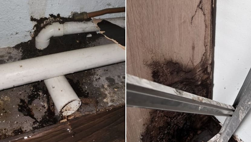 Couple sues condominium management over termite damage, wins in what appears to be first such case