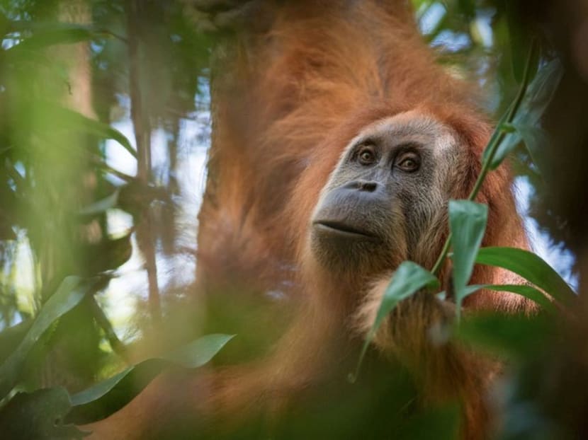 Pongo tapanuliensis shown in this photo is identified as a new species of orangutan found on Sumatra where a small group inhabits the Batag Toru forest, according to researchers. Photo: REUTERS
