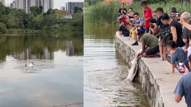男童榜鹅公园钓到巨型鲶鱼引关注 公园局：是禁钓区