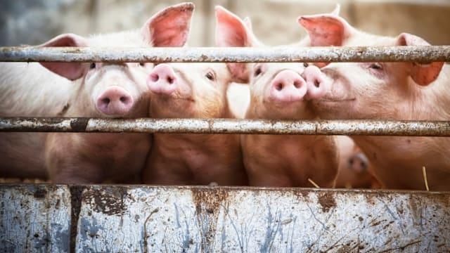 韩国现第六起猪瘟病例 发布最高级别红色警报