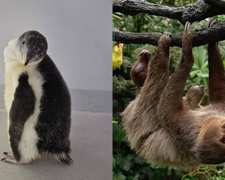 Baby boom at Singapore's wildlife parks includes first penguin chicks, endangered species