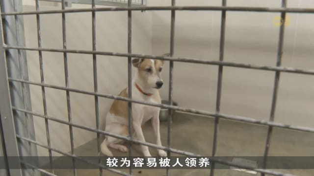 超过100起宠物弃养案 宠物领养率创六年来最低