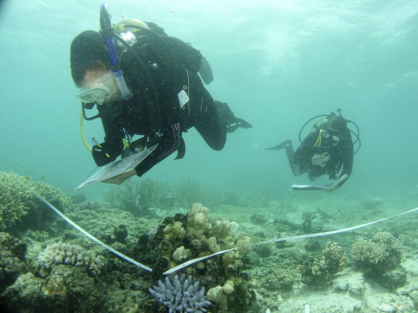 Australia pledges US$704 million to save Great Barrier Reef