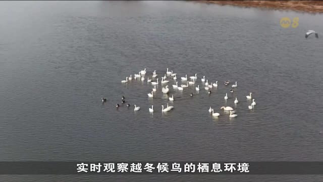 中国南昌每年冬季吸引候鸟前去 湖面上天鹅吸引不少民众去欣赏