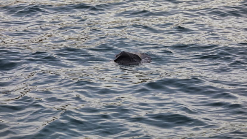 Indonesian man swam to Singapore from Malaysia using inflated trash bag, gets jail and caning Indonesian man swam to Singapore from Malaysia using inflated trash bag, gets jail and caning