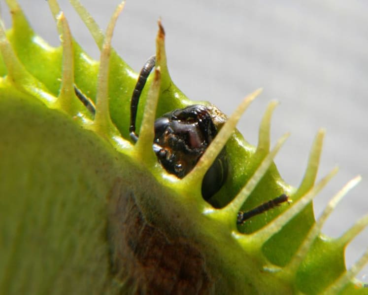 Scientists unlock the secret behind the Venus flytrap's snap