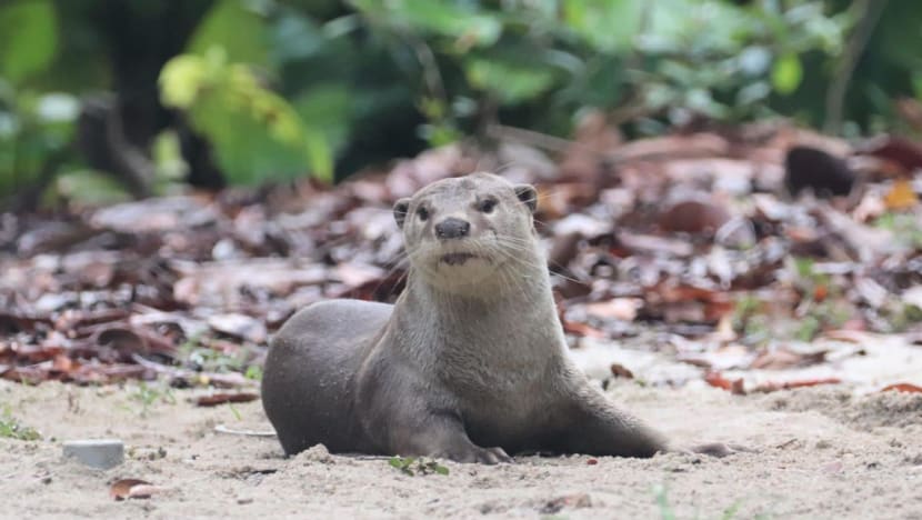 Otters could be moved out of housing estates, as part of efforts to reduce potential human-wildlife conflict