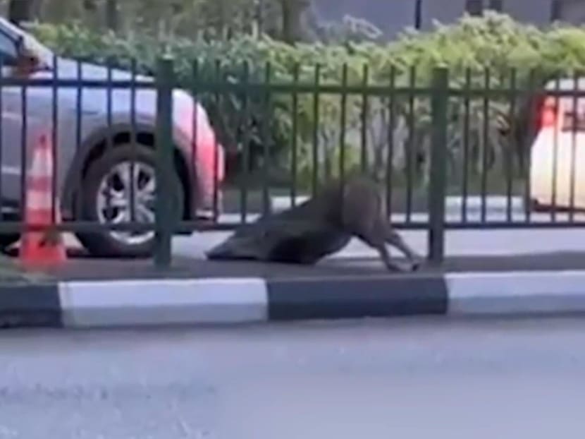 A video showed a young wild boar being stuck in a railing that divided a road in Punggol.