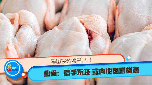 马国突禁鸡只出口 业者：措手不及 或向他国增货源