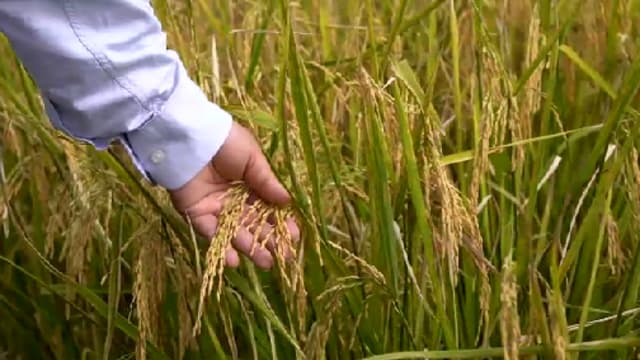 晨光|着眼天下： 马国米价剧烈波动 政府该如何解决？