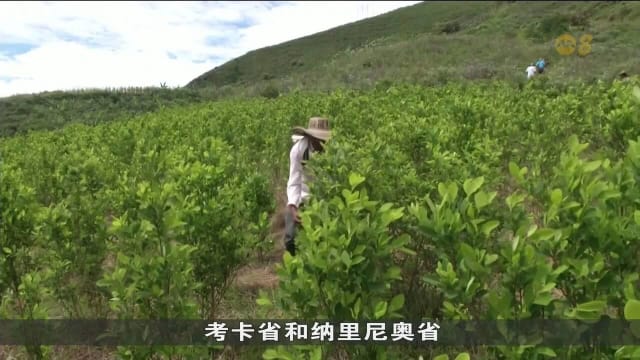 联合国调查：哥伦比亚古柯叶种植园面积创新高